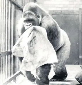  ??  ?? Alfred the gorilla at Bristol Zoo Gardens in 1938