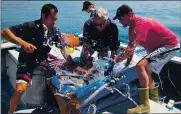  ?? ANGELA HAINS — MONTEREY BAY AQUARIUM ?? From left, Kevin Weng of the University of Hawaii, John O’Sullivan of Monterey Bay Aquarium and Chris Lowe of Cal State Long Beach tag a juvenile great white shark.