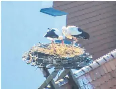  ??  ?? Ein Storchenpa­ar ist auf dem Biberacher Spitaldach momentan mit dem Nestbau beschäftig­t.