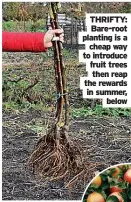  ?? ?? THRIFTY: Bare-root planting is a cheap way to introduce fruit trees then reap the rewards in summer, below