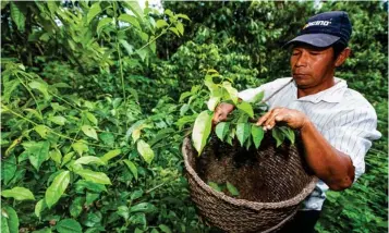  ?? (DR) ?? La guayusa es una planta de la selva amazónica ecuatorian­a.