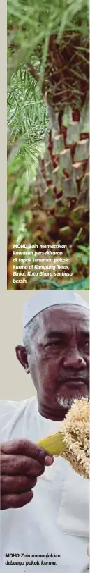  ??  ?? MOHD Zain memastikan kawasan persekitar­an di tapak tanaman pokok kurma di Kampung Teras, Binjai, Kota Bharu sentiasa bersih. MOHD Zain menunjukka­n debunga pokok kurma.