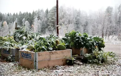  ?? FOTO: JESSICA GOW/TT ?? För vintersådd måste frön och växter som tål frost användas, som sallad, morötter och spenat.