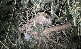  ?? Photograph: Stefani Reynolds/Pennsylvan­ia state police/AFP/Getty Images ?? One of the cynomolgus monkeys that had escaped after a crash spotted in a tree near Danville, Pennsylvan­ia.