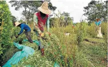  ?? LUIS ROBAYO / AFP ?? Colômbia. Grupo de venezuelan­os colhe folhas de coca