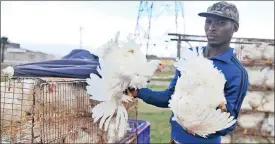  ?? PHOTO: PHANDO JIKELO ?? Luvuyo Tshisa from Phillippi sells chicken next to the Lansdown road in the Western Cape. Fears of avian influenza spreading affect the poultry industry.