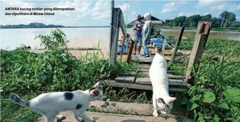  ??  ?? ANTARA kucing terbiar yang ditempatka­n dan dipelihara di Meaw Island.