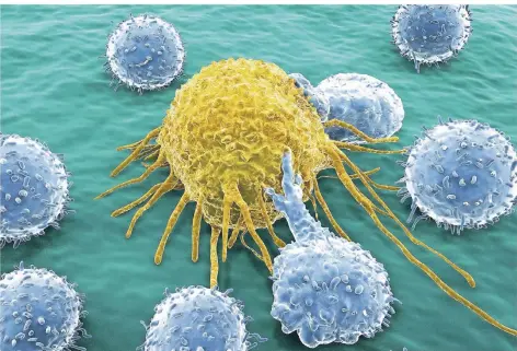  ?? FOTO: ISTOCK ?? Eine Immunzelle greift eine Krebszelle an.