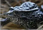  ?? GERALD HERBERT — THE ASSOCIATED PRESS ?? A lawsuit about land where the dusky gopher frog led to the Trump administra­tion's definition of habitat.