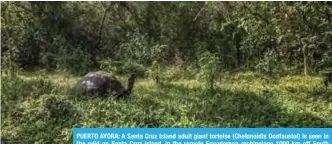  ?? — AFP ?? PUERTO AYORA: A Santa Cruz Island adult giant tortoise (Chelonoidi­s Donfaustoi) is seen in the wild on Santa Cruz Island, in the remote Ecuadorean archipelag­o 1000 km off South America’s Pacific coast .