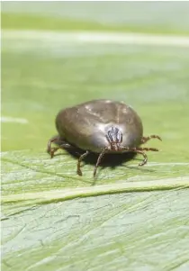  ??  ?? Haemaphysa­lis longicorni­s, a tick indigenous to Asia, can result in human hemorrhagi­c fever and substantiv­e reduction in dairy production.