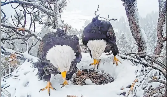  ?? Friends of Big Bear Valley ?? A bald eagle and her partner look over two eggs as seen in a webcam Tuesday in a nest in Southern California. Mother eagle Jackie delivered the second egg over the weekend during a snowstorm near Big Bear. The first egg came Jan. 11.