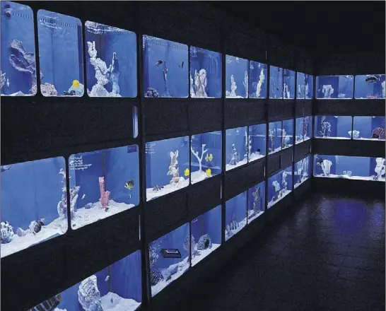  ?? Benny Snyder/aP PHoto ?? Saltwater tanks of fish are shown for sale at Dallas North Aquarium in Dallas, Texas. Not long ago keeping a saltwater aquarium was just for experts. Now the technology has advanced to the point where just about anyone can do it and actually expect to...