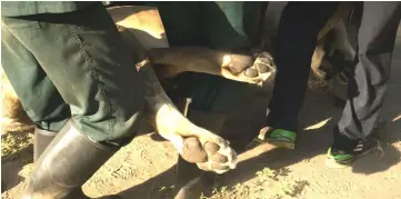  ??  ?? Once the roughly 375-pound lion Sapitwa is sedated, it takes seven men to carry him. He was moved from Majete Wildlife Reserve to Liwonde National Park.