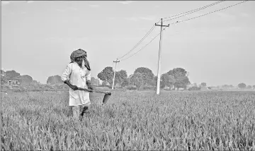  ??  ?? A farmer walks through a field at a farm in Palwal district in Haryana.