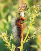  ??  ?? A hairy Garden Tiger moth caterpilla­r bathes in the warm sunshine.