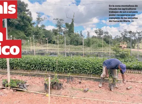  ?? ED ?? En la zona montañosa de Utuado los agricultor­es trabajan de sol a sol para poder recuperars­e por completo de las secuelas del huracán María.