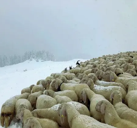  ??  ?? Vicine Un gregge di pecore strette le une alle altre, sorprese dalle copiose nevicate dei giorni scorsi sulle Dolomiti