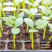  ??  ?? Turn your seedlings regularly