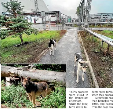  ?? AP ?? Scientists hope that studying the dogs of Chernobyl can provide insights into how to help humans survive in harsh, degraded environmen­ts. Differing levels of radiation exposure may have made the dogs geneticall­y distinct from one another and from other dogs worldwide.