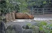  ?? Danica Coto Associated Press ?? A RHINOCEROS rests in an enclosure at the Dr. Juan A. Rivero Zoo in Mayaguez, Puerto Rico, in 2017.