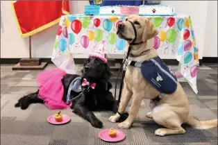  ?? HERALD PHOTO BY ALEJANDRA PULIDO-GUZMAN ?? Lethbridge Police Service, Victim-Witness Services Unit’s dog Kourt celebrates her fourth birthday in style Friday at the Lethbridge Police Station, alongside her four-legged friend Audi, a puppy in training.