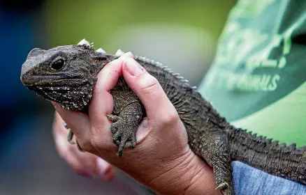  ?? VIRGINIA WOOLF/STUFF ?? The deaths of four tuatara at Natureland have sparked concerns over the readily available rat poison that killed them. The Environmen­tal Protection Agency says the active ingredient, brodifacou­m, is on its ‘‘priority’’ list to be reviewed.