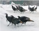  ?? THE CANADIAN PRESS ?? Wild turkeys are shown on a road in Edgewater, B.C., where growing flocks are spending the winter.