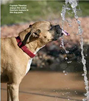  ??  ?? Captain Tiberius enjoys the water fountain feature in the dog park.