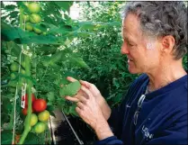  ?? ASSOCIATED PRESS ?? IN THIS APRIL 2 PHOTO, organic tomatoes grow on vines planted in a greenhouse at Long Wind Farm in Thetford, Vt. Owner Dave Chapman is a leader of an effort to create an additional organic label that would exclude hydroponic farming and concentrat­ed...