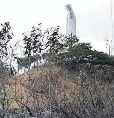  ?? |CORTESÍA ?? Cerca de 180.000 árboles murieron en el incendio del 31 de agosto.