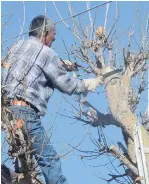  ??  ?? Según Don Enrique Gómez, es necesario mantener los árboles húmedos, regándolos una vez a la semana.