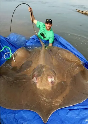  ?? National Geographic ?? Zeb Hogan with a giant freshwater stingray in the Mekong River in Cambodia in April 2008.