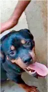  ??  ?? (above) Shadow the Rottweiler abandoned by a famous doctor now cured of his injuries and ready for adoption. Rescued by Shiva of ‘Mother Of Animals’ (left) Chaya Devi along with Shadow