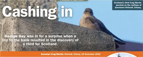  ??  ?? Eurasian Crag Martin: Kirkwall, Orkney, 18 November 2020
Scotland’s third Crag Martin perched on the rooftops of downtown Kirkwall, Orkney.