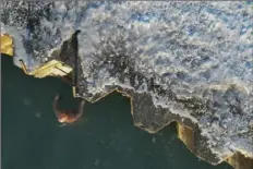  ?? Erin Hooley/Associated Press ?? George Miller climbs out of the icy waters of Lake Michigan on Feb. 2 in Chicago. In the past 45 years, winter has warmed faster in the United States than it has worldwide.