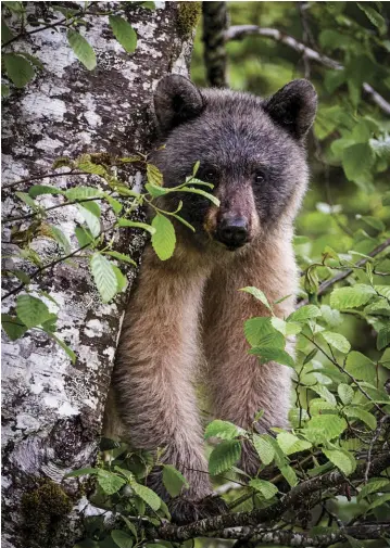  ??  ?? A glacier bear peeks out from behind a tree in Alaska’s Tongass National Forest.