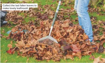  ??  ?? Collect the last fallen leaves to make lovely leafmould
