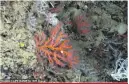  ??  ?? Living red coral at 1010 m depth