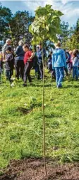  ?? Foto: M. Eichhammer ?? Rund 300 Schüler und Kindergart­enkinder pflanzten 1200 kleine Bäumchen für den neuen Wald.