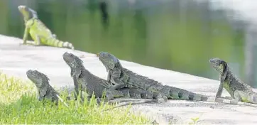  ?? MIKE STOCKER/STAFF PHOTOGRAPH­ER ?? Iguanas can grow up to 5 feet long and are fast on land and in water, making them hard to catch.