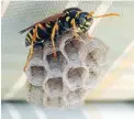 ?? Photo: FAIRFAX NZ ?? It’s time to whack the wasps.