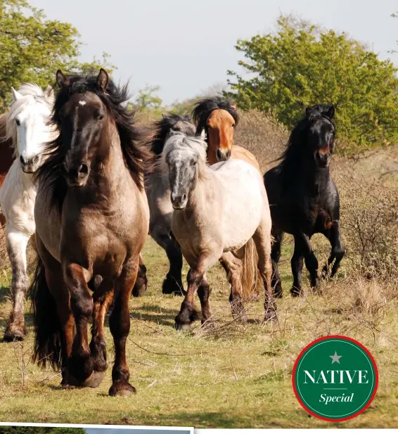  ??  ?? Above: “They thrive in a natural environmen­t and are always happy,” says Rumach Highland Ponies’ Grace Troup
Far left: Highland enthusiast Lindy Lumsden’s Crannog is a leisure pony in summer and lives on the hills in winter