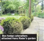  ??  ?? Box hedge caterpilla­rs attacked Hans Rader’s garden