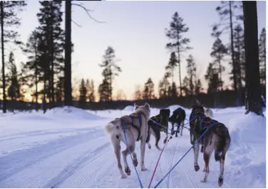  ??  ?? (From top) Guest log cabins at Saariselkä; Marshall makes a snow angel; learning how to drive a team of huskies across the tightly packed snow