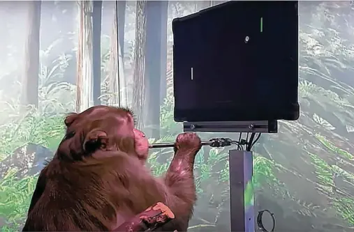  ?? Neuralink ?? Pager the macaque uses his mind to play Pong in this screen capture from video by Neuralink, Elon Musk’s Austin-based startup.