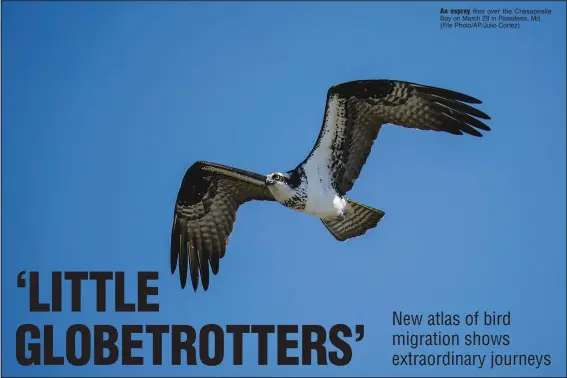  ?? (File Photo/AP/Julio Cortez) ?? An osprey flies over the Chesapeake Bay on March 29 in Pasadena, Md.