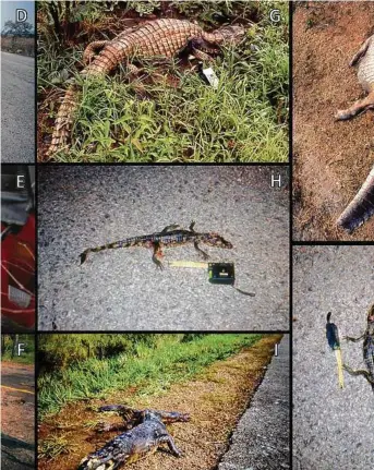  ?? Ricardo Fraga and Wagner Fischer / New York Times ?? Highway BR-262 is among the deadliest in the world for wildlife. Biologist Wagner Fischer has been monitoring its grim toll for more than two decades.