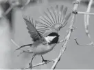  ?? Matthew Jonas, Daily Camera file ?? A black-capped chickadee takes flight in January at Pella Crossing in Boulder County.