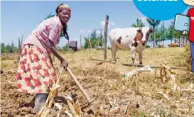  ?? A Kenyan farmer uses a simple hoe to till the hard soil. Just one cow can provide enough milk for a subsistenc­e farmer’s whole family. ??